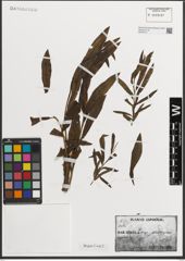 Foto von Salix L.